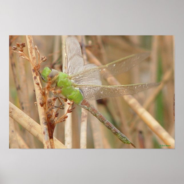 Affiche Dragonfly vert I1 (Devant)