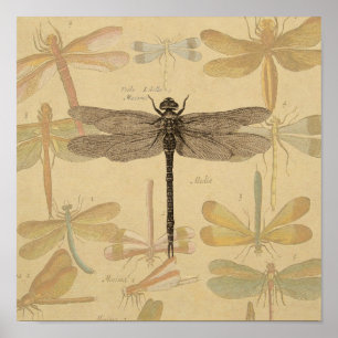 Affiche Dragonfly Vintage dessin classique