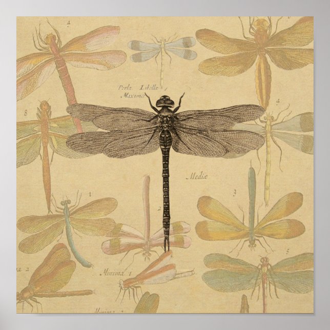 Affiche Dragonfly Vintage dessin classique (Devant)