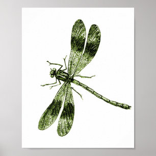 Affiche Dragonfly vintage - Vert clair