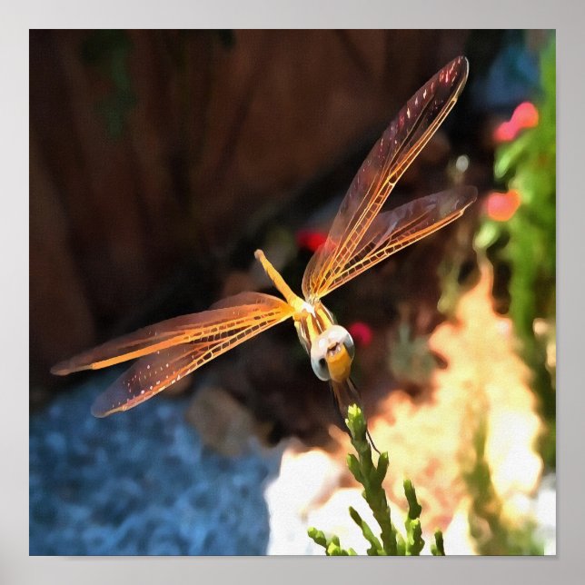 Affiche Dragonfly With Sunlight Gilded Wings (Devant)