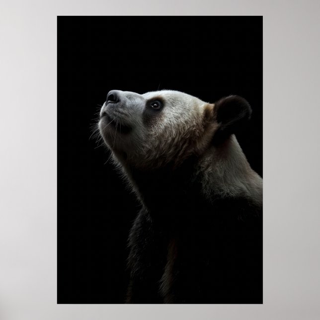 Affiche Dramatic Giant Panda Portrait (Devant)