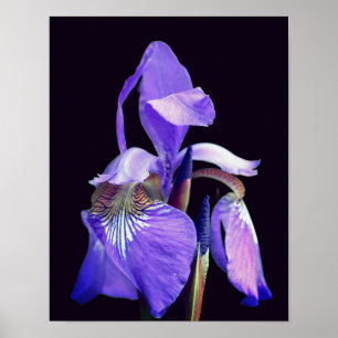 Affiche Drapeau bleu clair Iris Fleur