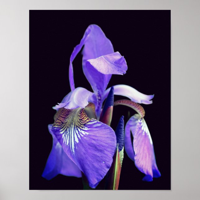 Affiche Drapeau bleu clair Iris Fleur (Devant)