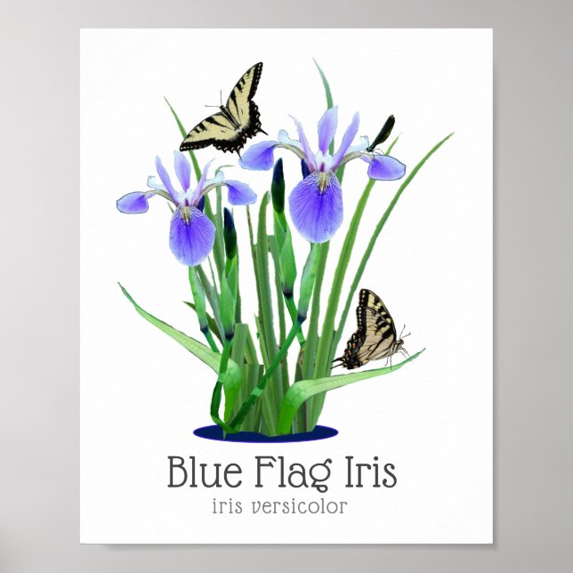 Affiche Drapeau bleu Iris et papillons à queue épaisse (Devant)