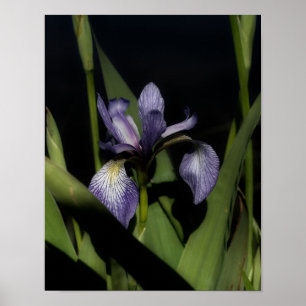 Affiche Drapeau bleu Iris Fleur