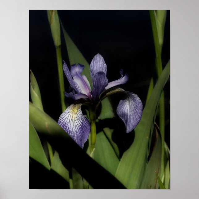 Affiche Drapeau bleu Iris Fleur (Devant)