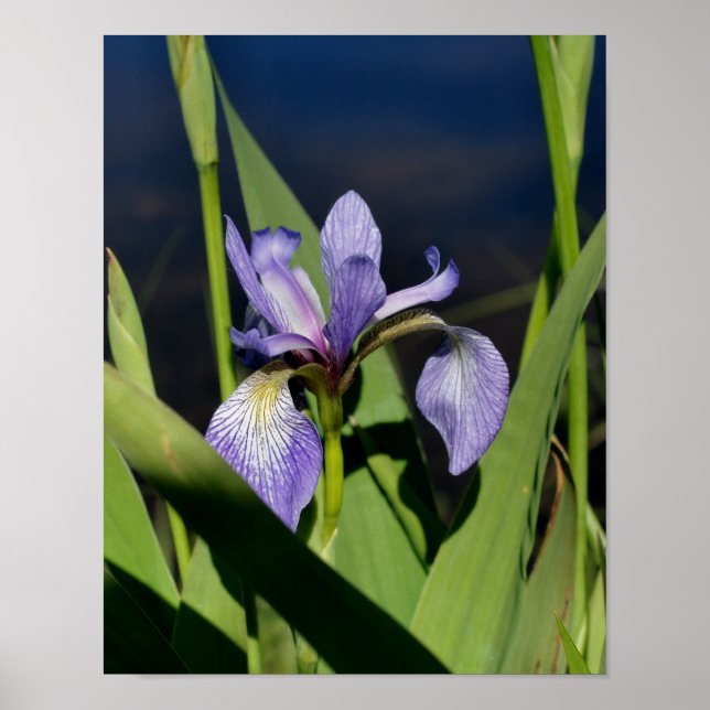 Affiche Drapeau bleu Iris Fleur (Devant)