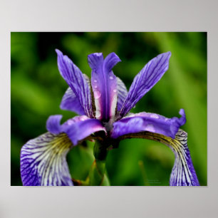Affiche Drapeau bleu Iris Raindrops Floral