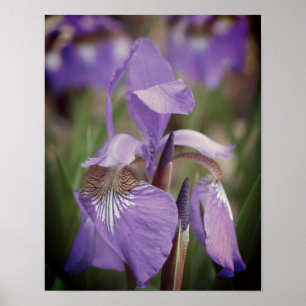 Affiche Drapeau bleu violet Iris Fleur