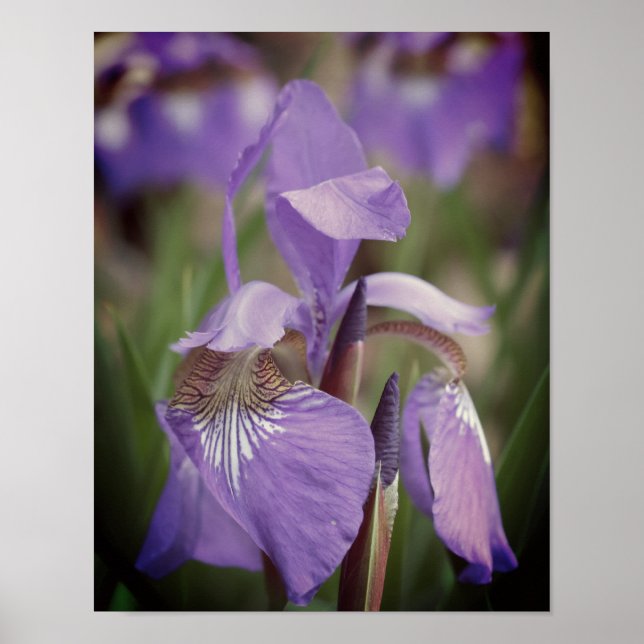 Affiche Drapeau bleu violet Iris Fleur (Devant)