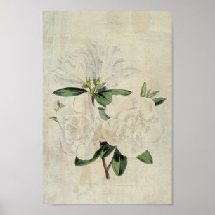 Affiche Drapeau botanique vintage de Truce Azalea