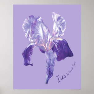 Affiche Drapeau Iris (violet et mauve)