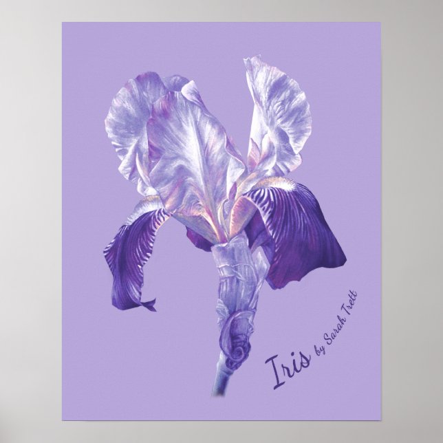 Affiche Drapeau Iris (violet et mauve) (Devant)