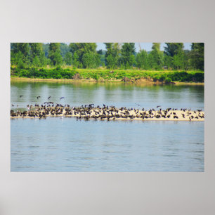 Affiche Drapeaux, Danube