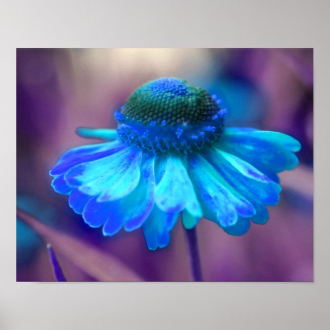 Affiche Dreamy Blue Zinnia Abstrait Flower Art (Devant)