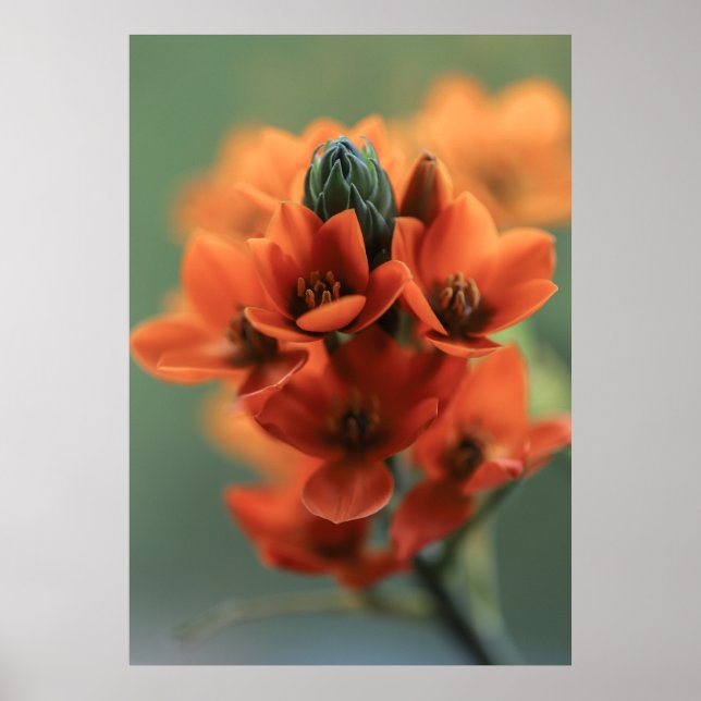 Affiche Dreamy Orange Chincherinchee Fleurs (Devant)