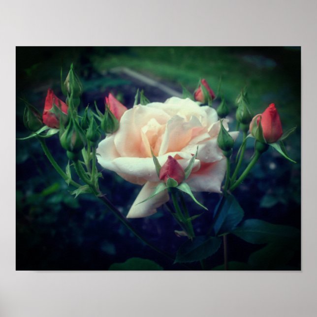 Affiche Dreamy Peach Rose And Buds  (Devant)