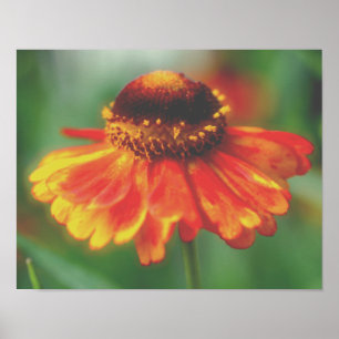 Affiche Dreamy Zinnia Flower