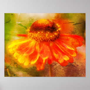 Affiche Dreamy Zinnia Flower Distressed Art