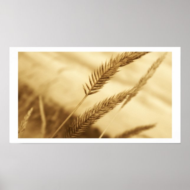 Affiche Drew Sullivan - Herbe des Prairies (Devant)