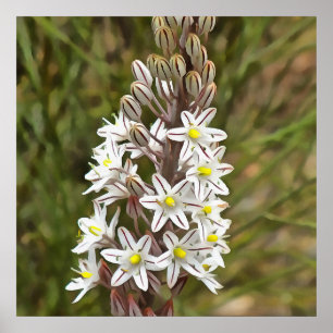 Affiche Drimia Maritima Ou L'Oignon Île