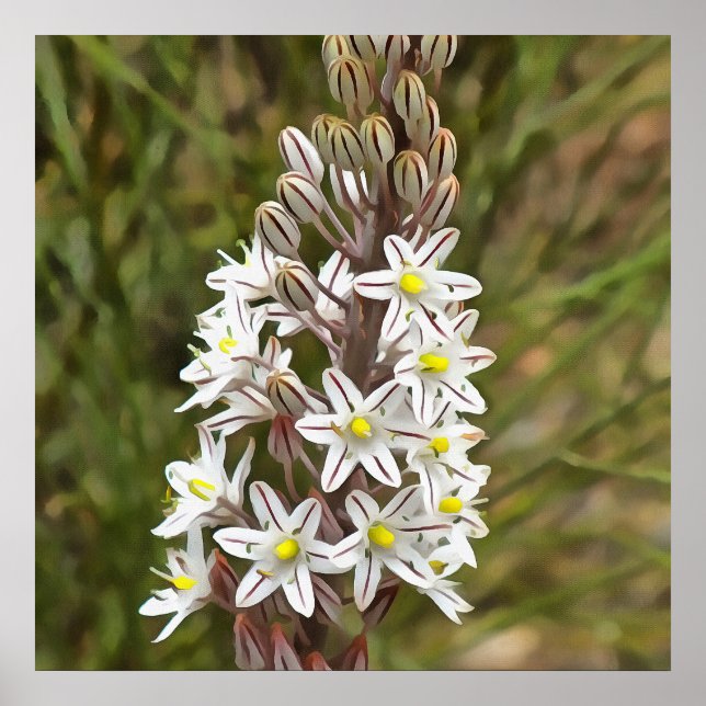Affiche Drimia Maritima Ou L'Oignon Île (Devant)