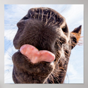 Affiche Droit de la bouche du cheval animal drôle