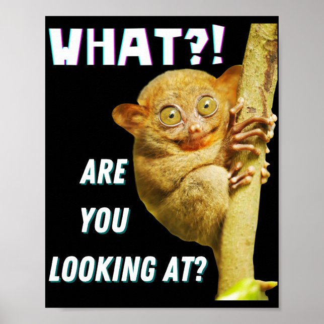 Affiche Drôle Big Eyed Tarsier Ce que vous regardez (Devant)