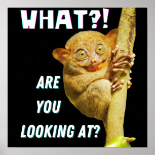 Affiche Drôle Big Eyed Tarsier Ce que vous regardez