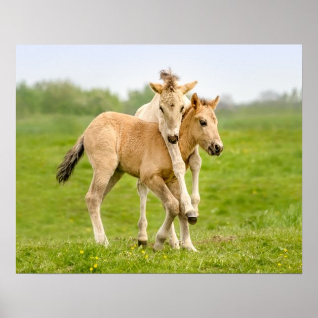 Affiche Drôle Chevaux Konik Sauvages Foals Jouant Ensemble (Devant)