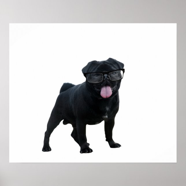 Affiche Drôle chien de carlin (Devant)