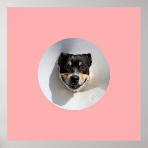 Affiche Drôle chien souriant