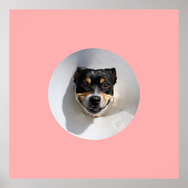 Affiche Drôle chien souriant (Devant)