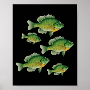 Affiche Drôle de pêche de crapet arlequin en eau douce