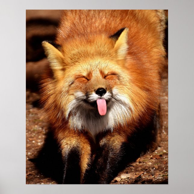 Affiche Drôle Fox Sticking It's Tongue Out (Devant)