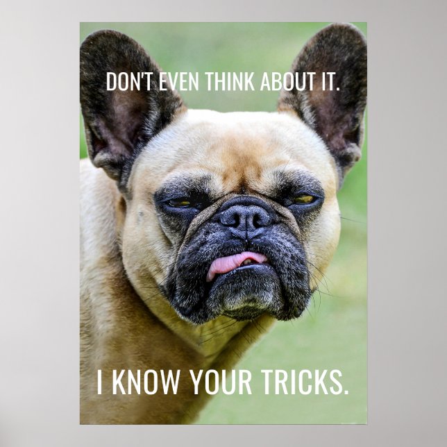 Affiche Drôle Grumpy French Bulldog Je Connais Vos Trucs (Devant)