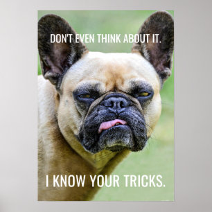 Affiche Drôle Grumpy French Bulldog Je Connais Vos Trucs