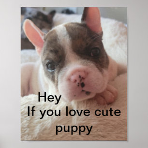 Affiche Drôle mignon puppy citation
