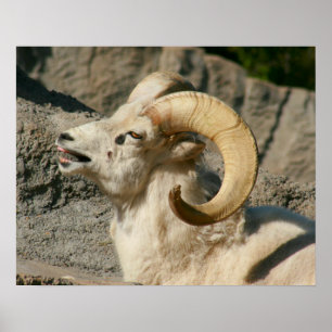 Affiche Drôle rire Mouton ou Bighorn Ram