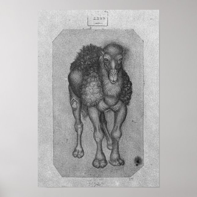 Affiche Dromedary, de l'Album Vallardi (Devant)