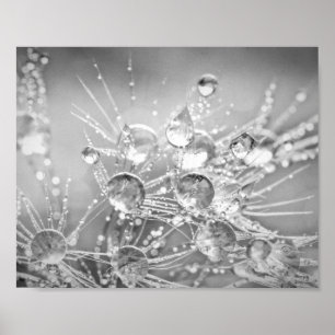 Affiche Droplets d'eau sur le bouchon de Dandelion