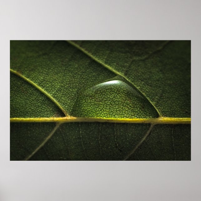 Affiche Droplets feuille (Devant)