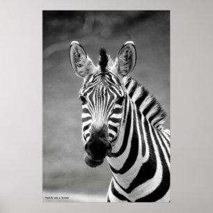 AFFICHE DSC_8249, sourire de zèbre