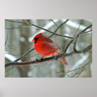 Affiche du cardinal rouge d'hiver