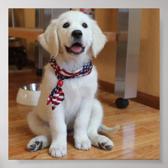 affiche du chien le plus courtois du monde (Devant)