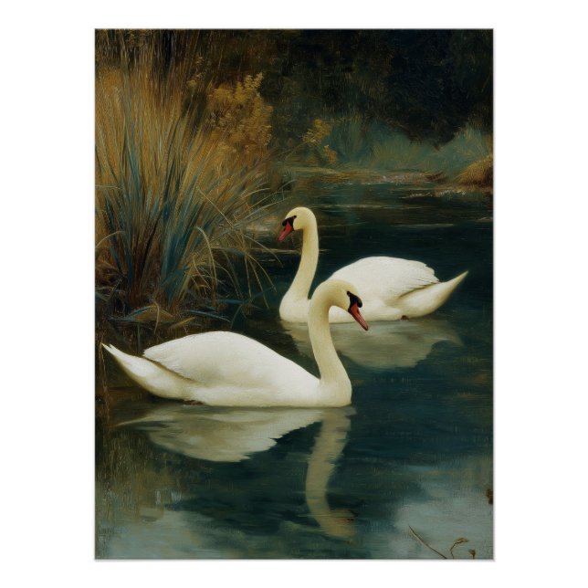 Affiche du couple de cygnes noir et blanc (Devant)