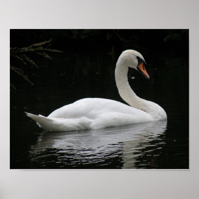 Affiche du cygne blanc gracieux (Devant)