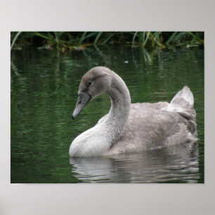 Affiche du cygne gracieux sur l'eau