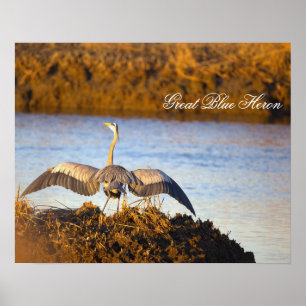 Affiche du Grand Héron bleu déployant ses ailes
